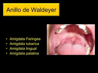Anillo de Waldeyer
• Amigdala Faringea
• Amigdala tubarica
• Amigdala lingual
• Amigdala palatina
ANATOMIA HUMANA
ESTOMATOLOGIA 2015
 