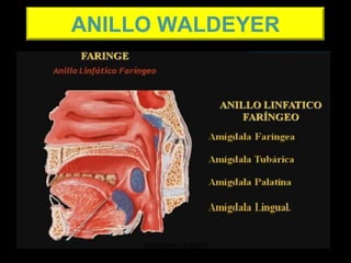 ANILLO WALDEYER
ANATOMIA HUMANA
ESTOMATOLOGIA 2015
 