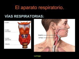 El aparato respiratorio.
VÍAS RESPIRATORIAS:
Laringe.
 
