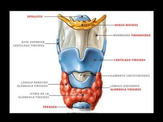 ANATOMIA HUMANA
ESTOMATOLOGIA 2015
 