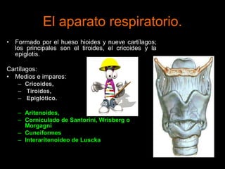 • Formado por el hueso hioides y nueve cartílagos;
los principales son el tiroides, el cricoides y la
epiglotis.
Cartílagos:
• Medios e impares:
– Cricoides,
– Tiroides,
– Epiglótico.
• Laterales y pares:
– Aritenoides,
– Corniculado de Santorini, Wrisberg o
Morgagni
– Cuneiformes
– Interaritenoideo de Luscka
ANATOMIA HUMANA
ESTOMATOLOGIA 2015
El aparato respiratorio.
 