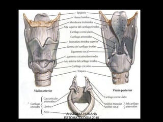 ANATOMIA HUMANA
ESTOMATOLOGIA 2015
 