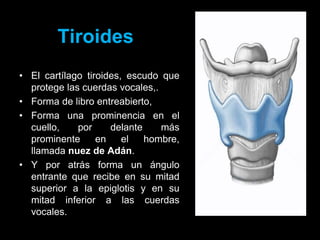 Tiroides
• El cartílago tiroides, escudo que
protege las cuerdas vocales,.
• Forma de libro entreabierto,
• Forma una prominencia en el
cuello, por delante más
prominente en el hombre,
llamada nuez de Adán.
• Y por atrás forma un ángulo
entrante que recibe en su mitad
superior a la epiglotis y en su
mitad inferior a las cuerdas
vocales.
ANATOMIA HUMANA
ESTOMATOLOGIA 2015
 
