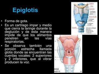 Epiglotis
• Forma de gota.
• Es un cartílago impar y medio
que cierra la laringe durante la
deglución y de esta manera
impide de que los alimentos
penetren en las vías
respiratorias.
• Se observa también una
porción estrecha llamada
glotis donde se encuentran las
cuerdas vocales: 2 superiores
y 2 inferiores, que al vibrar
producen la voz.
ANATOMIA HUMANA
ESTOMATOLOGIA 2015
 
