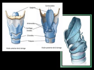 ANATOMIA HUMANA
ESTOMATOLOGIA 2015
 