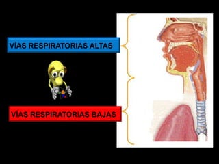 VÍAS RESPIRATORIAS ALTAS
VÍAS RESPIRATORIAS BAJAS
ANATOMIA HUMANA
ESTOMATOLOGIA 2015
 