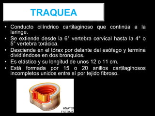TRAQUEA
• Conducto cilíndrico cartilaginoso que continúa a la
laringe.
• Se extiende desde la 6° vertebra cervical hasta la 4° o
5° vertebra torácica.
• Desciende en el tórax por delante del esófago y termina
dividiéndose en dos bronquios.
• Es elástico y su longitud de unos 12 o 11 cm.
• Está formada por 15 o 20 anillos cartilaginosos
incompletos unidos entre sí por tejido fibroso.
ANATOMIA HUMANA
ESTOMATOLOGIA 2015
 