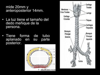 • El diámetro horizontal
mide 20mm y
anteroposterior 14mm.
• La luz tiene el tamaño del
dedo meñique de la
persona.
• Tiene forma de tubo
aplanado en su parte
posterior.
20mm
14mm
ANATOMIA HUMANA
ESTOMATOLOGIA 2015
 