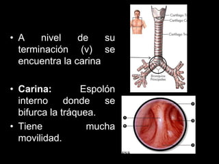 • A nivel de su
terminación (v) se
encuentra la carina
• Carina: Espolón
interno donde se
bifurca la tráquea.
• Tiene mucha
movilidad.
ANATOMIA HUMANA
ESTOMATOLOGIA 2015
 