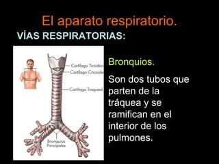 El aparato respiratorio.
VÍAS RESPIRATORIAS:
Bronquios.
Son dos tubos que
parten de la
tráquea y se
ramifican en el
interior de los
pulmones.
 