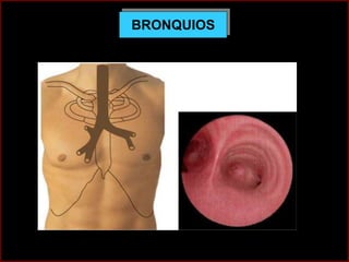 BRONQUIOS
Dr M Monzo
mmonzo@ub.edu
ANATOMIA HUMANA
ESTOMATOLOGIA 2015
 