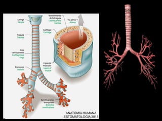 ANATOMIA HUMANA
ESTOMATOLOGIA 2015
 