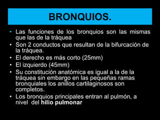 BRONQUIOS.
• Las funciones de los bronquios son las mismas
que las de la tráquea
• Son 2 conductos que resultan de la bifurcación de
la tráquea.
• El derecho es más corto (25mm)
• El izquierdo (45mm)
• Su constitución anatómica es igual a la de la
tráquea sin embargo en las pequeñas ramas
bronquiales los anillos cartilaginosos son
completos.
• Los bronquios principales entran al pulmón, a
nivel del hilio pulmonar
ANATOMIA HUMANA
ESTOMATOLOGIA 2015
 