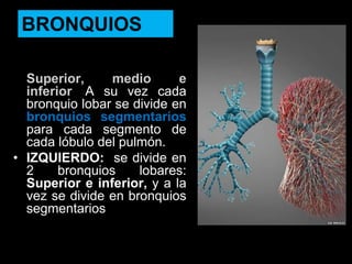 • DERECHO: se divide en 3
bronquios lobares:
Superior, medio e
inferior. A su vez cada
bronquio lobar se divide en
bronquios segmentarios
para cada segmento de
cada lóbulo del pulmón.
• IZQUIERDO: se divide en
2 bronquios lobares:
Superior e inferior, y a la
vez se divide en bronquios
segmentarios.
BRONQUIOS
ANATOMIA HUMANA
ESTOMATOLOGIA 2015
 