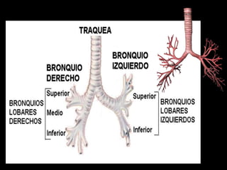 ANATOMIA HUMANA
ESTOMATOLOGIA 2015
 
