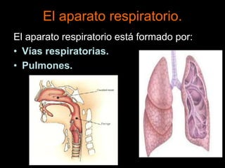 El aparato respiratorio.
El aparato respiratorio está formado por:
• Vías respiratorias.
• Pulmones.
 