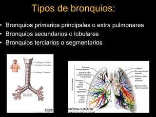 Tipos de bronquios:
• Bronquios primarios principales o extra pulmonares
• Bronquios secundarios o lobulares
• Bronquios terciarios o segmentarios
ANATOMIA HUMANA
ESTOMATOLOGIA 2015
 