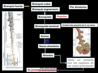 Bronquio fuente
Bronquio segmentario
Por dicotomía
Bronquiolo Pequeños
Bronquiolo terminal
Unidad más pequeña de la vía aérea
Acinos
Sacos alveolares
3
Alveolos
Están en contacto
con los capilares de
los vasos pulmonares
Se produce la hematosis
Bronquio Lobar
ANATOMIA HUMANA
ESTOMATOLOGIA 2015
 
