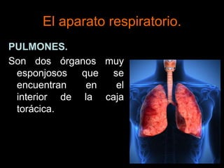 El aparato respiratorio.
PULMONES.
Son dos órganos muy
esponjosos que se
encuentran en el
interior de la caja
torácica.
 
