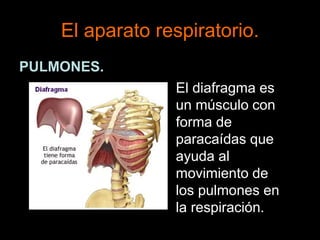 El aparato respiratorio.
PULMONES.
El diafragma es
un músculo con
forma de
paracaídas que
ayuda al
movimiento de
los pulmones en
la respiración.
 