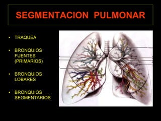 SEGMENTACION PULMONAR
• TRAQUEA
• BRONQUIOS
FUENTES
(PRIMARIOS)
• BRONQUIOS
LOBARES
• BRONQUIOS
SEGMENTARIOS
 
