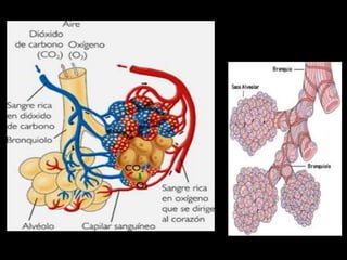 ANATOMIA HUMANA
ESTOMATOLOGIA 2015
 