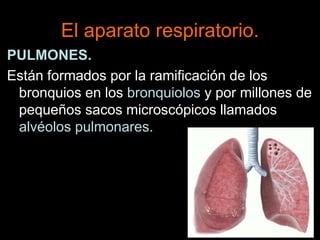 El aparato respiratorio.
PULMONES.
Están formados por la ramificación de los
bronquios en los bronquiolos y por millones de
pequeños sacos microscópicos llamados
alvéolos pulmonares.
 