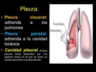 Pleura:
• Pleura visceral:
adherida a los
pulmones
• Pleura parietal:
adherida a la cavidad
torácica
• Cavidad pleural: Ambas
pleuras están separadas por una
espacio virtual en el que se ubica un
líquido lubricante (Líquido pleural).
ANATOMIA HUMANA
ESTOMATOLOGIA 2015
 