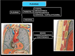 PLEURAS PARIETAL
VISCERAL
COSTAL
MEDIASTINICA
DIAFRAGMATICA
CERVICAL / CUPULA PLEURAL
PLEURAS
SENOS
COSDIAFRAGMATICO
COSTFRENICO
 