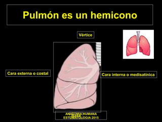 Pulmón es un hemicono
Vértice
Cara interna o medisatínicaCara externa o costal
BaseANATOMIA HUMANA
ESTOMATOLOGIA 2015
 
