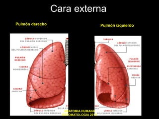 Cara externa
Pulmón derecho Pulmón izquierdo
ANATOMIA HUMANA
ESTOMATOLOGIA 2015
 
