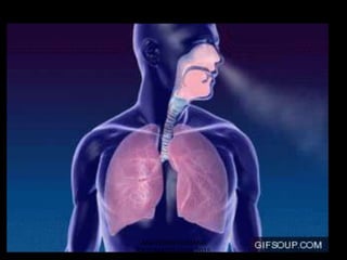 ANATOMIA HUMANA
ESTOMATOLOGIA 2015
 