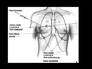ANATOMIA HUMANA
ESTOMATOLOGIA 2015
 