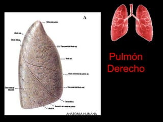Pulmón
Derecho
ANATOMIA HUMANA
ESTOMATOLOGIA 2015
 