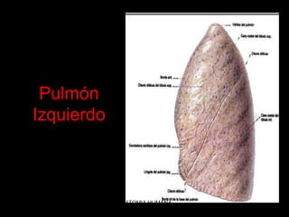 ANATOMIA HUMANA
ESTOMATOLOGIA 2015
Pulmón
Izquierdo
 