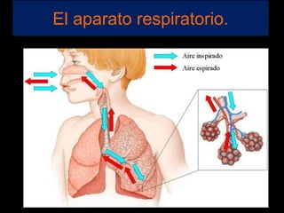 El aparato respiratorio.
 