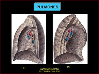 PULMONES
PD PI
ANATOMIA HUMANA
ESTOMATOLOGIA 2015
 