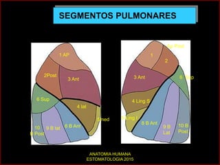 SEGMENTOS PULMONARES
1 AP
2Post
3 Ant
4 lat
5med
6 Sup
8 B Ant9 B lat10
B Post
1
2
Ap Post
3 Ant
4 Ling S
5 Ling I
6 Sup
8 B Ant
9 B
Lat
10 B
Post
ANATOMIA HUMANA
ESTOMATOLOGIA 2015
 