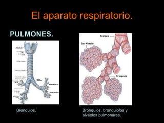 El aparato respiratorio.
PULMONES.
Bronquios. Bronquios, bronquiolos y
alvéolos pulmonares.
 