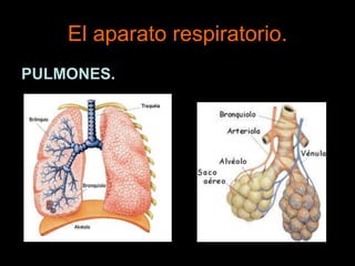 El aparato respiratorio.
PULMONES.
 