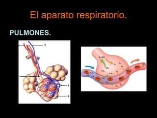 El aparato respiratorio.
PULMONES.
 