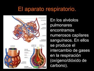 El aparato respiratorio.
En los alvéolos
pulmonares
encontramos
numerosos capilares
sanguíneos. En ellos
se produce el
intercambio de gases
en la respiración
(oxígeno/dióxido de
carbono).
 