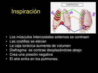 Inspiración
• Los músculos intercostales externos se contraen
• Las costillas se elevan
• La caja torácica aumenta de volumen
• Diafragma se contrae desplazándose abajo
• Crea una presión negativa
• El aire entra en los pulmones.
ANATOMIA HUMANA
ESTOMATOLOGIA 2015
 