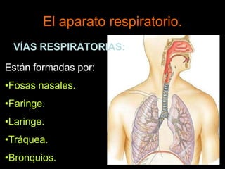 El aparato respiratorio.
VÍAS RESPIRATORIAS:
Están formadas por:
•Fosas nasales.
•Faringe.
•Laringe.
•Tráquea.
•Bronquios.
 