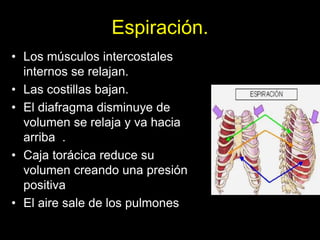 Espiración.
• Los músculos intercostales
internos se relajan.
• Las costillas bajan.
• El diafragma disminuye de
volumen se relaja y va hacia
arriba .
• Caja torácica reduce su
volumen creando una presión
positiva
• El aire sale de los pulmones
ANATOMIA HUMANA
ESTOMATOLOGIA 2015
 