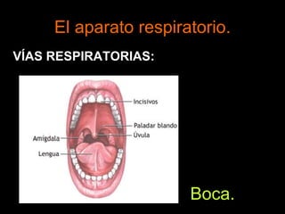El aparato respiratorio.
VÍAS RESPIRATORIAS:
Boca.
 