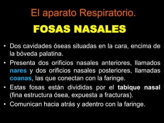 FOSAS NASALES
• Dos cavidades óseas situadas en la cara, encima de
la bóveda palatina.
• Presenta dos orificios nasales anteriores, llamados
nares y dos orificios nasales posteriores, llamadas
coanas, las que conectan con la faringe.
• Estas fosas están divididas por el tabique nasal
(fina estructura ósea, expuesta a fracturas).
• Comunican hacia atrás y adentro con la faringe.
ANATOMIA HUMANA
ESTOMATOLOGIA 2015
El aparato Respiratorio.
 