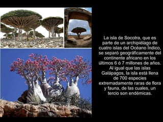 La isla de Socotra, que es parte de un archipiélago de cuatro islas del Océano Índico, se separó geográficamente del continente africano en los últimos 6 ó 7 millones de años. Al igual que las islas Galápagos, la isla está llena de 700 especies extremadamente raras de flora y fauna, de las cuales, un tercio son endémicas. 
