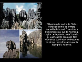 El bosque de piedra de Shilin, conocido como “la primera maravilla del mundo”, se sitúa a 86 kilómetros al sur de Kunming, capital de la provincia de Yunnán. El lugar cuenta con unos 400 kilómetros cuadrados de bosques de piedra, caracterizados por la topografía kárstica. 