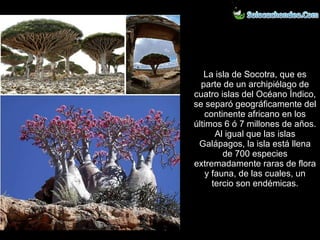 La isla de Socotra, que es parte de un archipiélago de cuatro islas del Océano Índico, se separó geográficamente del continente africano en los últimos 6 ó 7 millones de años. Al igual que las islas Galápagos, la isla está llena de 700 especies extremadamente raras de flora y fauna, de las cuales, un tercio son endémicas. 